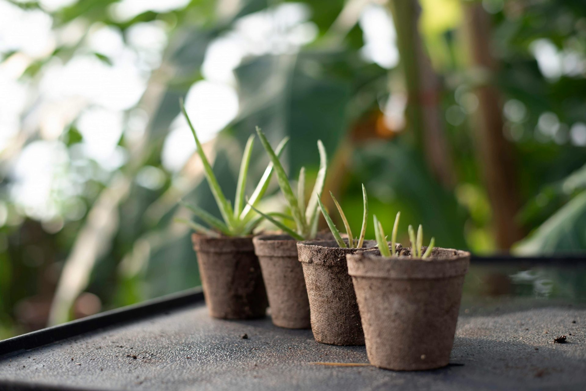 Four small potted succulents sit on a table with a blurred garden background.
